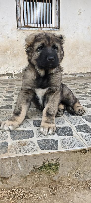 Qafqaz çoban iti, Peyvəndli lalafo.az -da Qafqaz çoban iti, Peyvəndli