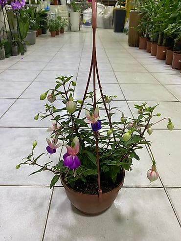 gül buketleri: Asılqan güllər – asma səbətdə dekorativ çiçəkli bitkilər - Asma — 8