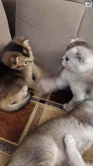 pişik sumkası: Şotland — 5