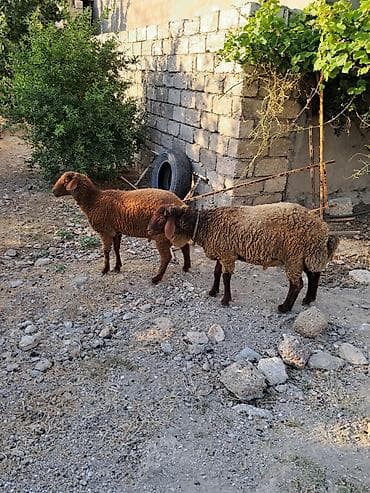 it cinsi: Salam sağlam 2 eded erkek quzu satilir butun qurd dermanlari verilib 6 — 1