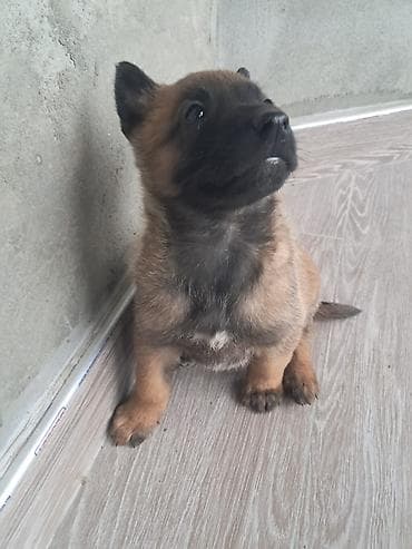 cane corso qiyməti: Belçika çoban iti, 1 ay, Erkek, Peyvəndli, Ünvandan götürmə, Pulsuz çatdırılma — 10