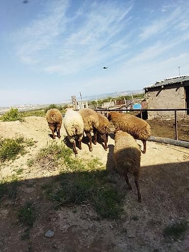 çin bildirçini: Erkək, il: 1, 15 kq, Ətlik, Ünvandan götürmə — 1