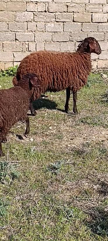 Mal-qara: Salam 11ayliq tougludu əsl qocluqdu.30_35kilo arasıdır.yeke qoyunun — 3