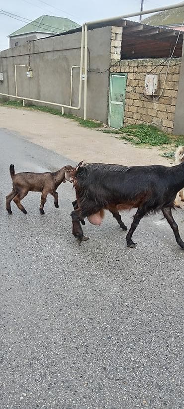 diş şotkası: Sürü – keçi qarışıq 15 baş Ana keçi qarışıqdı hem Sani hem Heleb — 6