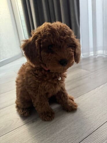 canavar dişi satılır: Pudel, 3 ay, Dişi, Peyvəndli, Ünvandan götürmə, Ödənişli çatdırılma — 3