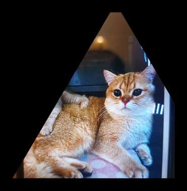 pisik şekilleri: Qızıl şinşilla — 1