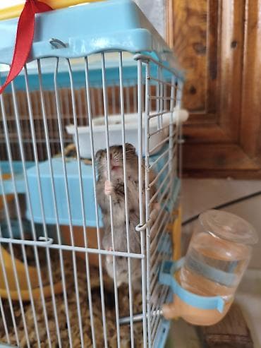 lalafo it satışı: Salam hamster satılır Erkey dişi altında 7 dene balası var qəfes — 4