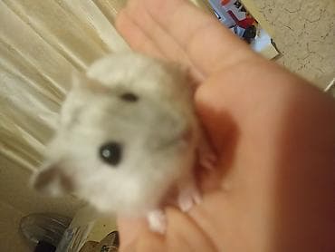 xomyak satilir: Cücəcik ölçülü, ağ-boz rəngli xəncər gözlü xomyak (cücəlikdən ələ — 2