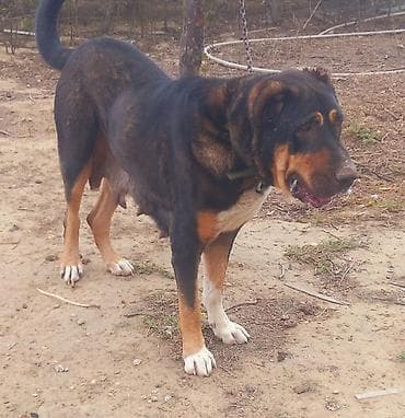 Balıqlar: Qurdbasar, Dişi — 1