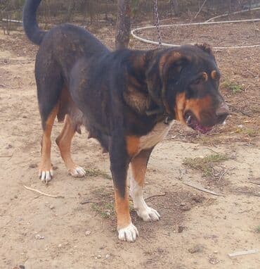 avcarka balası: Qurdbasar, Dişi — 4