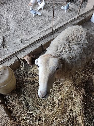 Akvariumlar: Salam qoyun yani balali 3 gündür dogub birinci balasidir saglam aktiv — 1