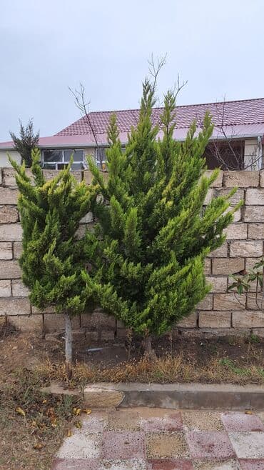 Кухонные принадлежности: Məhsul: Həyətyanı sahə üçün iynəyarpaqlı bəzək kolu/ağacı — 1