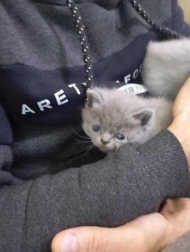 qold pişik: Britan — 7