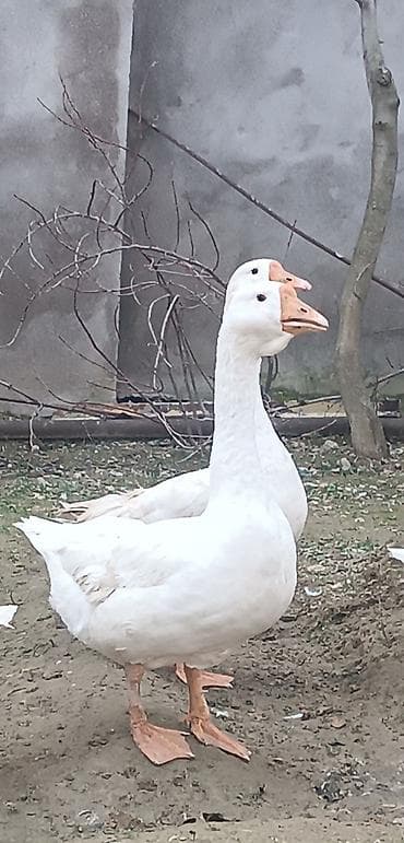 sani keci: Salam qardaşlar,həm damazlıga həm kəsimlik olan 1 ədəd erkək linda — 2