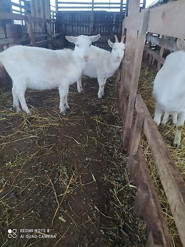 Asia: Sistemləri Saanen keçiləri temiz saf qan keçiləri.iki dişi bir teke — 3