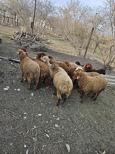 приют для животных в баку адрес: Salam qurbanliq damazlig quzular 32.25 arasi diri ceeri var — 4