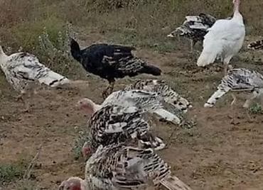 İtlər: Erkək, Ətlik — 1