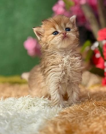 cins pisik cutlesdirme: Yaxşı əllərə — 4