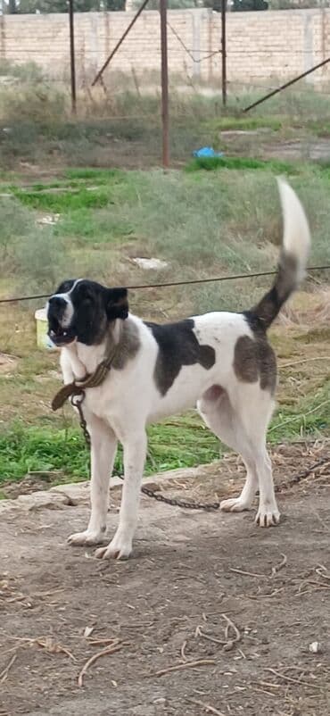 отдам в хорошие руки маленькую собачку: Qurdbasar, 1 il, Erkek, Peyvəndli, Rayonlara çatdırılma — 8