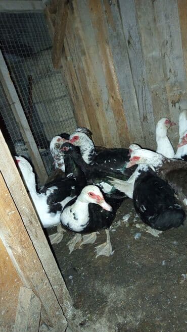 Dişi, | Lal ördək, Damazlıq, Ünvandan götürmə