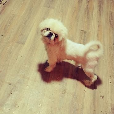 Pekines, 1 il, Peyvəndli