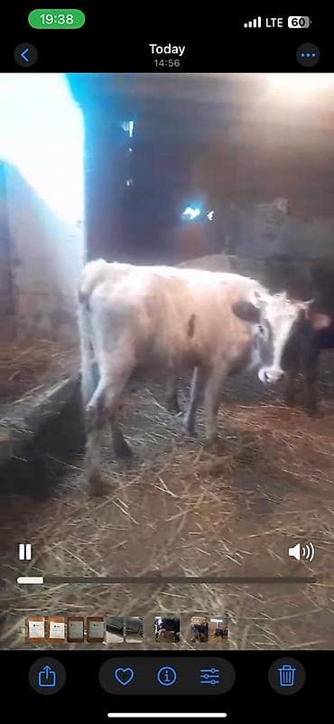 cins buzov: Satılır: danalar 11baw 2ekey 9diwi reyal alan vatsapda yazsin — 3