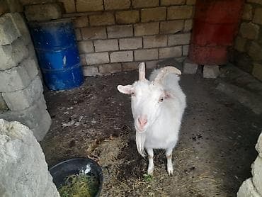 balali qoyun satilir: Erkək, il: 1, Damazlıq, Ünvandan götürmə — 2