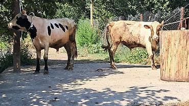 yerli inək: Iki baş bordaqlıq təmiz qan cins danalar satılır — 1