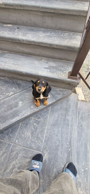 itler doberman: 3 ay, Dişi, Peyvəndli, Ödənişli çatdırılma — 3