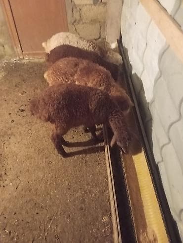 Кошки: 3erkəy1dişi 2aylıq sağlam iri quzulardı — 5