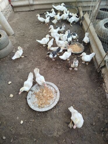 ördək balası və cücə: 42 ədəd var Mövcud mal: muskovi ördək balaları (indo-ördək) Təsvir: - — 3