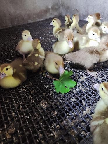 kuban qaz: Qaz cücələri, Damazlıq, Ünvandan götürmə — 5