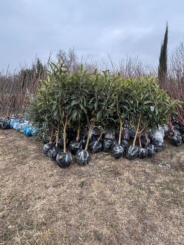 пластмассовый бак для воды купить: Her növ ağaclar ve dekarativ ağaclar çox ucuz ve qarantili gubresiz — 45
