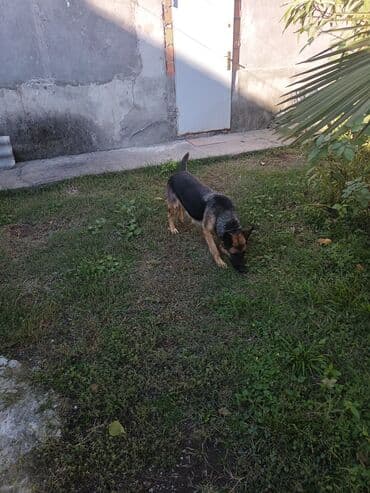 bakida cins ineklerin satisi: Alman çoban iti, 1 il, Dişi, Peyvəndli, Ünvandan götürmə — 3