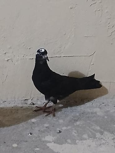 Qara cil bas baladı saglam heyvandi giymet sondu