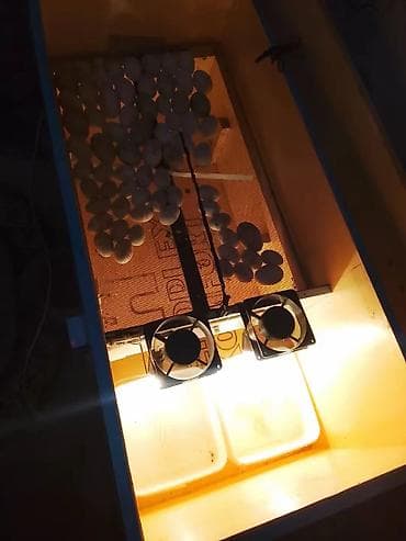 İstehsal avadanlığı: İnkubator – 250 yumurta tutumu Xüsusiyyətlər: - Toyuq, ördək və qaz — 5