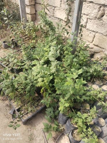 Çöl bitkiləri: Müxtəlif kol növləri. Bəziləri qara rəngli plastik qablarda əkilib. Bu — 4
