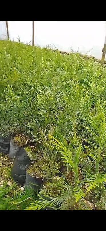 Digər bitkilər: Leylanda 0.30m qiyməti razılaşma ilə 10.000 min ədəd minimum — 2