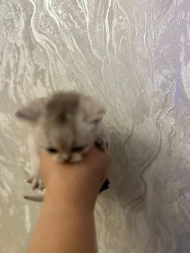 bala keçi: Britan — 6