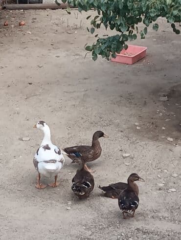 zumrud ordək: Məhsul: Ev quşları – ördəklər (qrup halında) Təsvir: - Şəkillərdə — 8