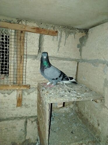 Gəmiricilər: Göyərçinlər Çil, əbreş, göy ağ qanad üçüdə ərkeydi ayrı ayrı qiymət — 1