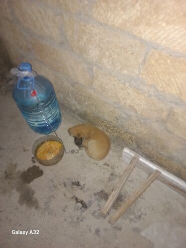 отдам собаку в хорошие руки: Акита-ину, Самец — 2