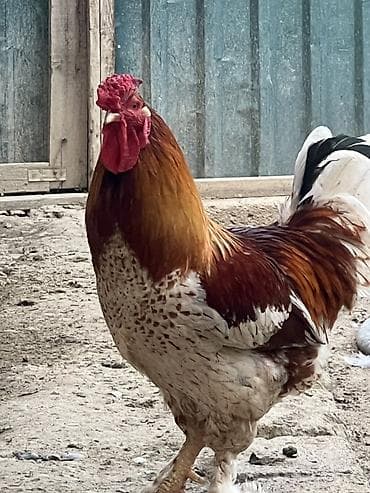 kanada sortu hinduska: Salam turk sortu xoruzdu, yeni yumurtasini Bursadan getirmisem burda — 4