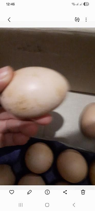 Şirniyyat məhsulları: Brahma cinsindən damazlıq yumurtalar - Cins: Brahma (ağ-qara və qara — 1