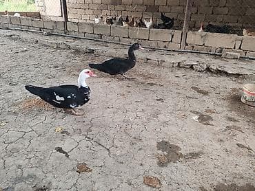 avcarka type 1: Lal ördək ən gözəl sort böyük olurlar dişiləri dayanmadan yumurtalayıb — 2