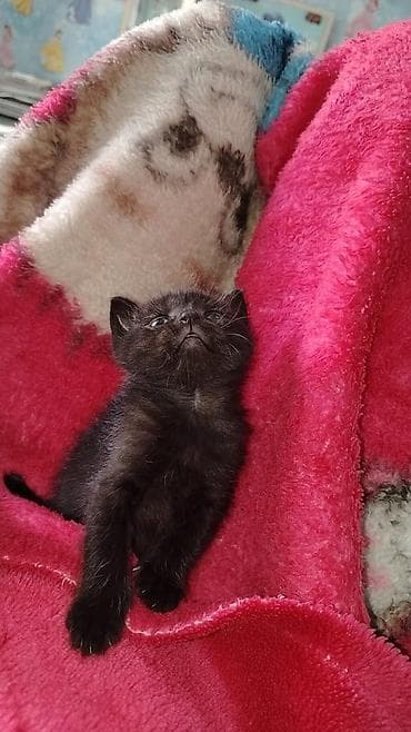 şinşila pisik: Erkək, Yaxşı əllərə, Ünvandan götürmə — 3