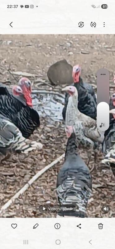 Gəmiricilər: Məhsul: Hindilər Təsvir: - Şəkildə qara və boz zolaqlı lələklərə — 1