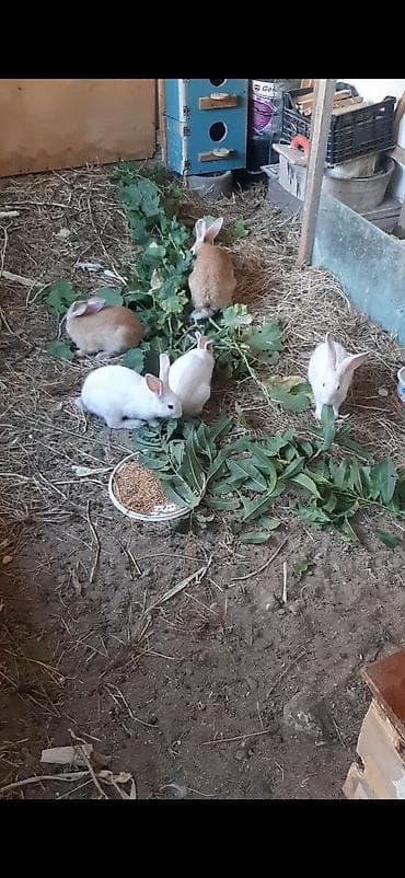 Doşan 5 dənəsi 20 manat