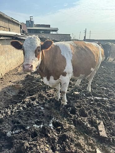 Рогатый скот: Simmental və holşteyn friz inəklər satılır. Hər ikisi 2 aydan az — 4