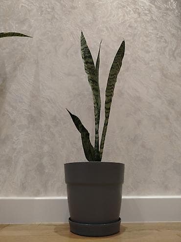 Otaq bitkiləri: Otağ bitkisi (Sansevieriya) Dibçəksiz 10₼ Dibçəkli 15₼ Evdəki zərərli — 3